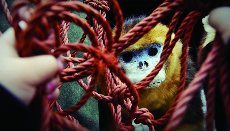 網(wǎng)中央的眼睛。溫州野生動物保護(hù)宣傳月暨愛鳥周上。主辦方展示了各種動物標(biāo)本。因場地有限,運(yùn)標(biāo)本的貨車也成了展示臺,擺放了幾件動物標(biāo)本。市民在看標(biāo)本的時(shí)候,抓著貨車上的保護(hù)網(wǎng)。透過交叉的網(wǎng),一只雙眼空洞的國家一級保護(hù)動物金絲猴的標(biāo)本,似乎在乞求人們的保護(hù)。我們?nèi)祟惖碾p手禁錮了它們。希望未來有越多的人可以用雙手解開繩索解救它們。.JPG 網(wǎng)中央的眼睛。溫州野生動物保護(hù)宣傳月暨愛鳥周上。主辦方展示了各種動物標(biāo)本。因場地有限,運(yùn)標(biāo)本的貨車也成了展示臺,擺放了幾件動物標(biāo)本。市民在看標(biāo)本的時(shí)候,抓著貨車上的保護(hù)網(wǎng)。透過交叉的網(wǎng),一只雙眼空洞的國家一級保護(hù)動物金絲猴的標(biāo)本,似乎在乞求人們的保護(hù)。我們?nèi)祟惖碾p手禁錮了它們。希望未來有越多的人可以用雙手解開繩索解救它們。.JPG
